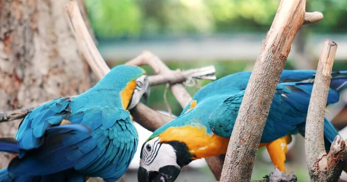 4k slowmotion and closeup of 2 macaw parrot or bird clinging, playing with friend on branches at park, outdoor or zoo. Colorful with yellow, orange, blue and green. Beautiful pet or animal look cute.
