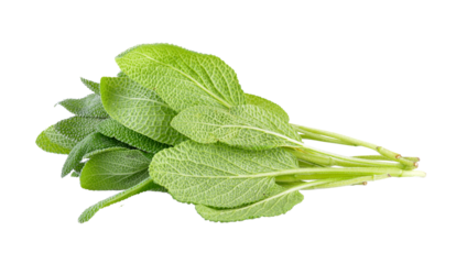 Sage plant on transparent png
