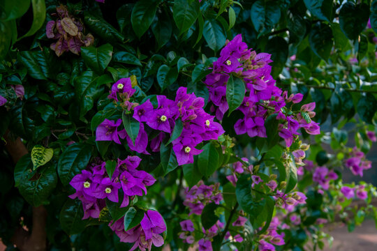 Flores Lilas