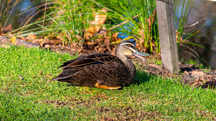 Vasse-Wonnerup wetlands, the Lower Vasse River is made up of the Vasse and Wonnerup estuaries