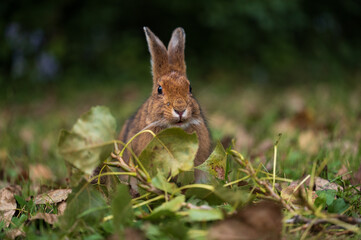 Brown rabbit in a pile of leaves