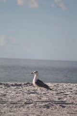 Gaviota caminando