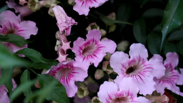 Pink flowers with dark background and relaxing movement