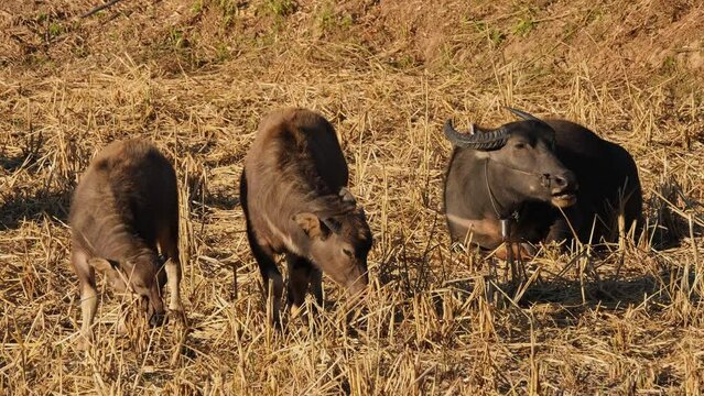 One resting on the right busy eating while the two others young Buffalos feed while standing, Carabaos Grazing, Water Buffalo, Bubalus bubalis, Thailand.