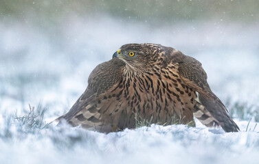 Northern goshawk bird ( Accipiter gentilis )