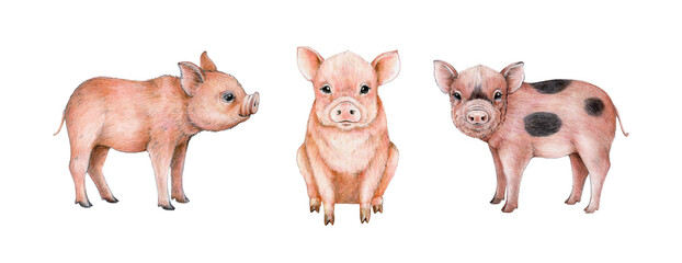 Baby pig farm animal watercolor illustration set. Hand drawn sitting, standing piglets. Domestic farm animal. Pink cute small piggy element collection. White background © anitapol