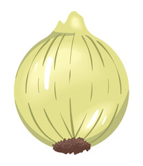onion fresh vegetable