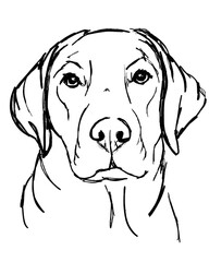 Sweet Labrador Retriever Ink dog drawing Isolated on a White Background