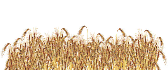 Ripe ears of barley hand drawn in watercolor on a white background. Cereal border. Autumn harvest background.