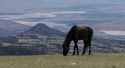 Black stallion wild horse of spanish descent high above the Bighorn canyon on the Wyoming Montana border in the western United States