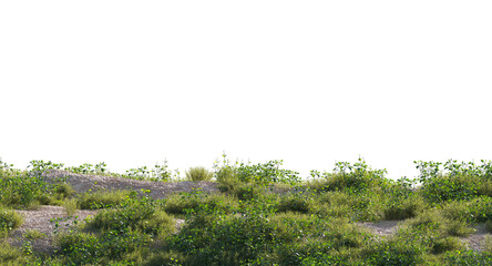 Variety of grass and small plants and flowers isolated