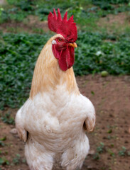 Rooster_Close_Up_Bright_Red_Head