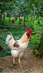 Rooster_Standing_In_Forest