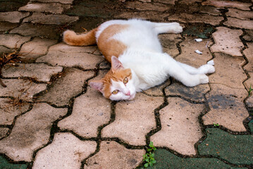White_And_Orange_Cat_Laying_On_Bricks