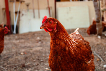 Hen Stand Alone At The Farm