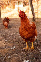 Dark Brown Color Hen Standing