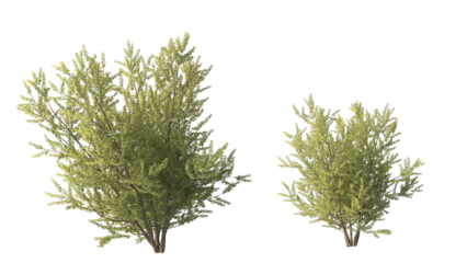 Various types of tree branch plants bushes shrub and and small plants isolated