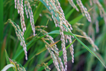 稲の穂