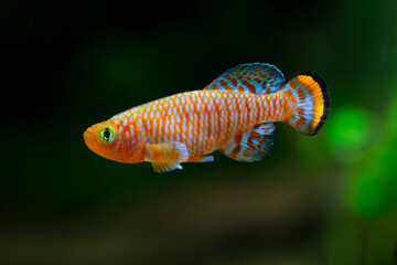 Nothobranchius rachovii -  Bluefin notho