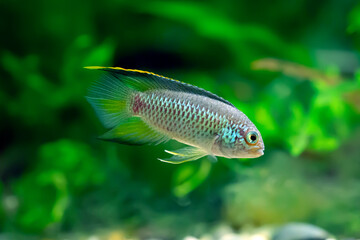 Fototapeta premium Nannacara anomala - Golden Dwarf Cichlid