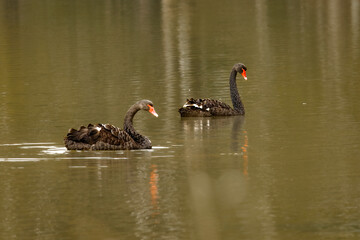 Mating Black Swans