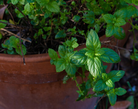 Fresh mint growing in a clay pot 