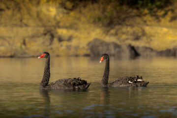 Fototapeta premium Two Black Swans Wading Past Close to each other