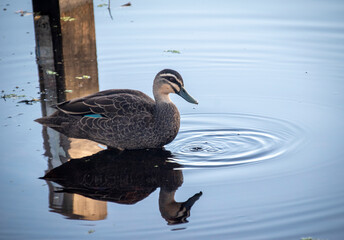 Duck creating ripples in lake, early morning