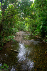 Sunlit creek in rainforest
