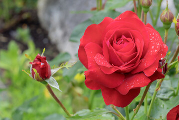Blooming bud of floribunda rose 