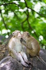 Portrait, The young monkey or Macaca was happy kissing his lover's cheek, it shows love in the natural forest park. At Khao Ngu Stone Park, Ratchaburi, Thailand. Leave a blank and space for text entry