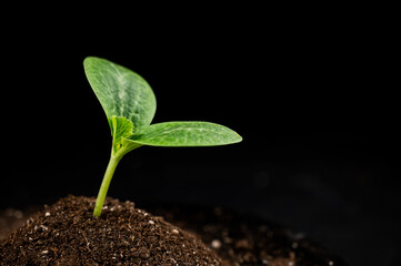 Close-up of a sprout of zucchini on a black background. 