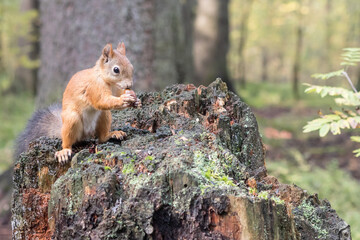 Obraz premium A forest squirrel on a rotten stump feeds on a fresh oak acorn.