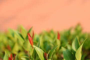 Nature of red leaf in summer. Natural red leaves plants using as spring background , light orange background with dark shadow.