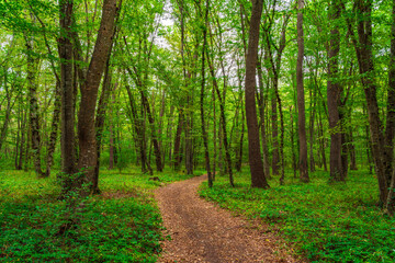 Fototapeta na wymiar Path in the green dense summer forest