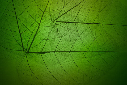 Top view of the leaf. Colorful green foliage texture skeleton leaf leaves with a transparent shape .Abstract leaves from nature with a beautiful background in autumn  for text and advertising.