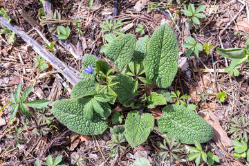 spring, the first flowers blooming in natural areas, protected plants and flowers in nature.