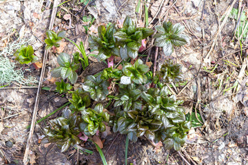 spring, the first flowers blooming in natural areas, protected plants and flowers in nature.