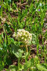 spring, the first flowers blooming in natural areas, protected plants and flowers in nature.