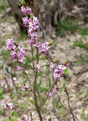 spring, the first flowers blooming in natural areas, protected plants and flowers in nature.
