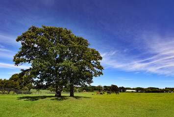 日高の牧場の一本の木
