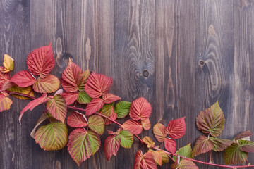 Autumn branch of raspberries on a wooden background. Red, pink and green leaves lie on an ebony panel. Place to insert text.