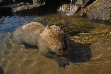 沐浴するカピバラは水の中でのんびり可愛い動物園の人気者。