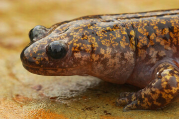 Closeup on a colorful Japanese Hida streamside salamander, Hynobius kimurae