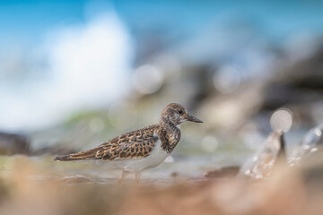 The ruddy turnstone, fine art portrait (Arenaria interpres)	