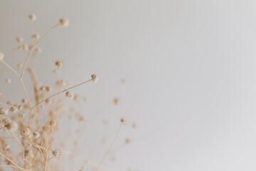  Creative abstract background with dried flowers. Creative space. Selective focus.