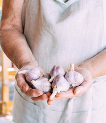 Elderly man woman holding a crop of organic fresh garlic in her hands. Natural farming concept