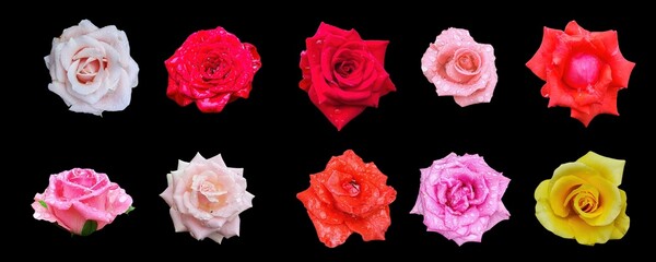 Beautiful rose flowers isolated on plain black background