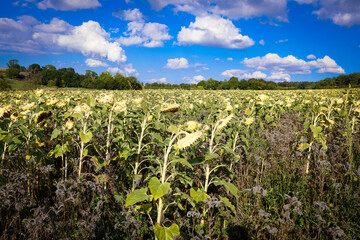 Fototapeta na wymiar ein Feld voller verblühter Sonnenblumen im Herbst