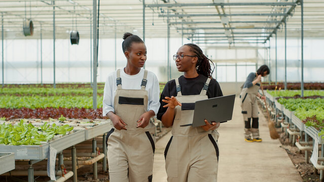 Two African American Women Working In Modern Greenhouse Holding Laptop Walking And Talking About Organic Vegetables Production. Lettuce Farm Workers Discussing About Harvesting Plants For Delivery.